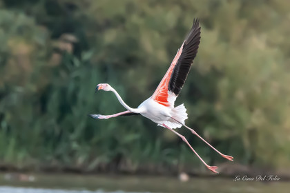 Flament rose , Parc naturel des Aiguamolls, Espagne