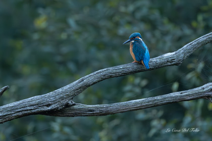 Kingfisher- Le Gesvres