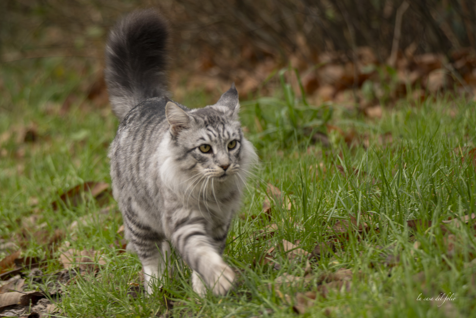 Chat en forêt