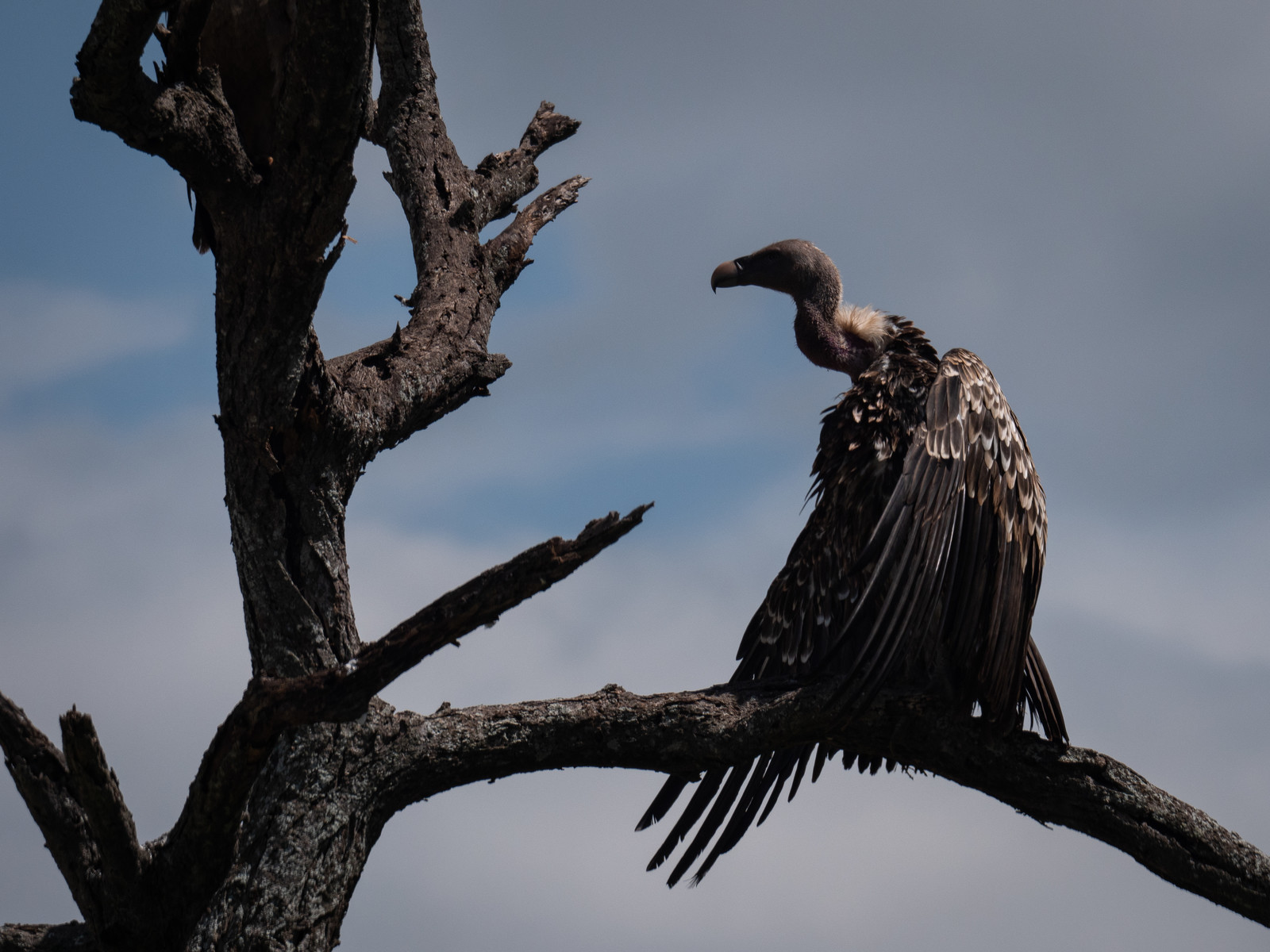 Vautour de Tanzanie