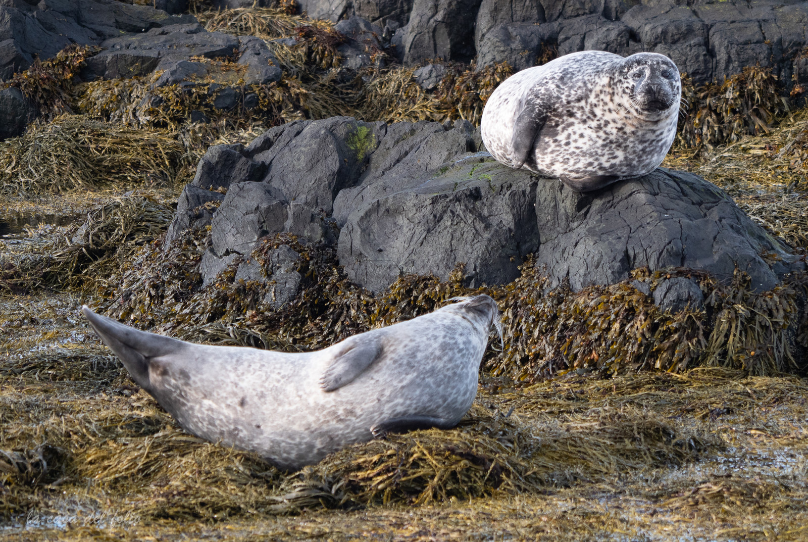 Phoques d'Islande