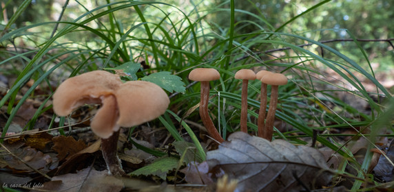 Champignon; Mushroom
