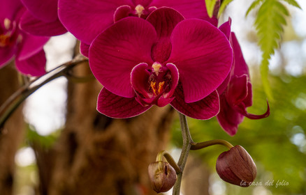 Orchidée