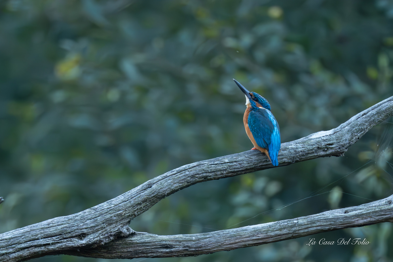 Kingfisher- Le Gesvres