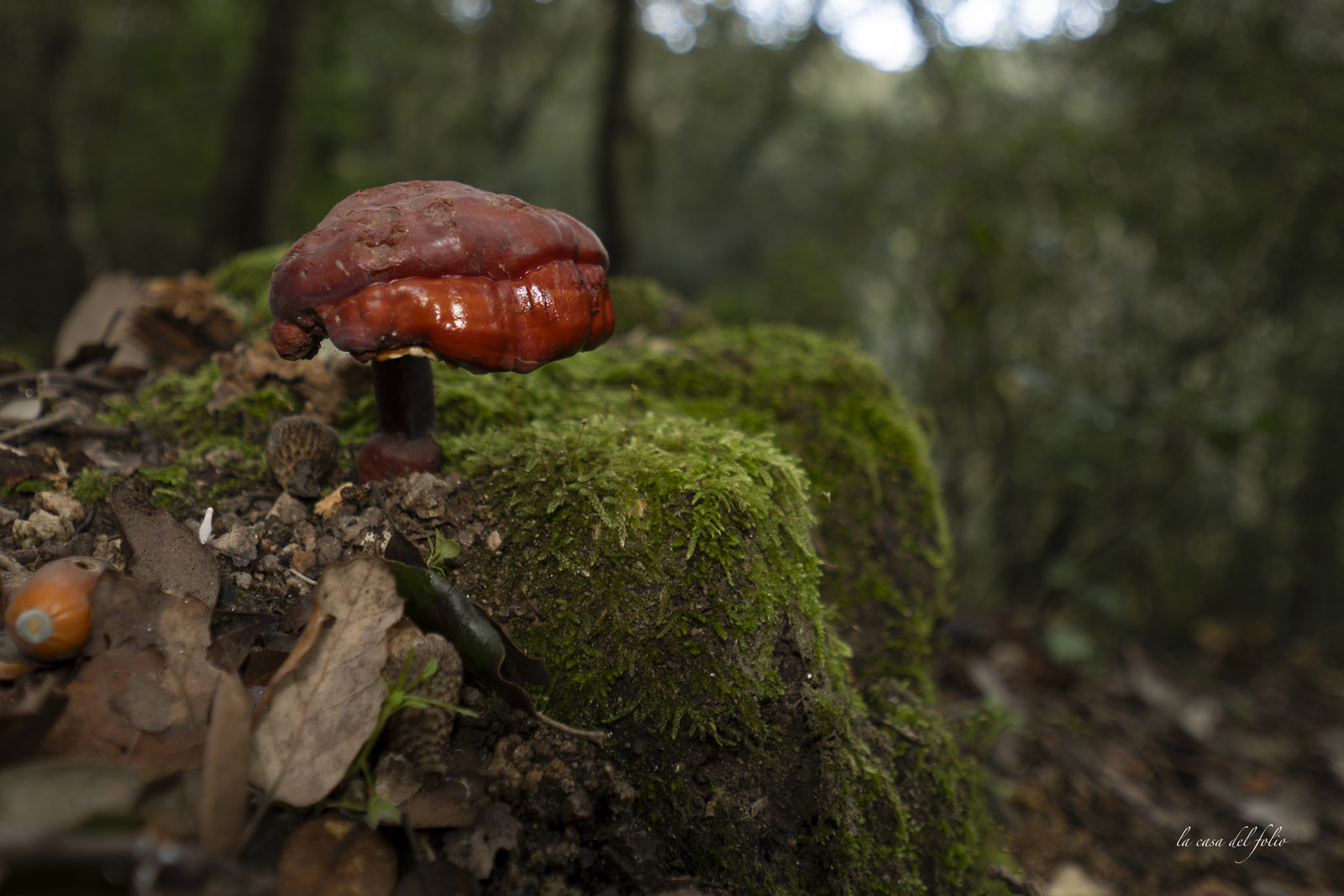 mushroom