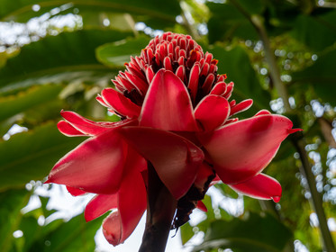 Rose de porcelaine   Etingera elatior