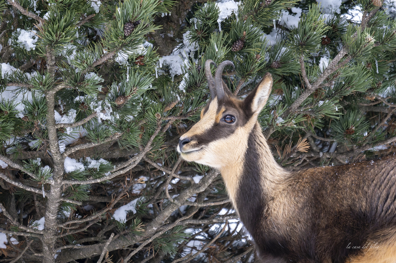 Isard des Pyrénées