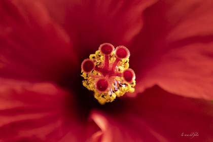 Fleur Maroc