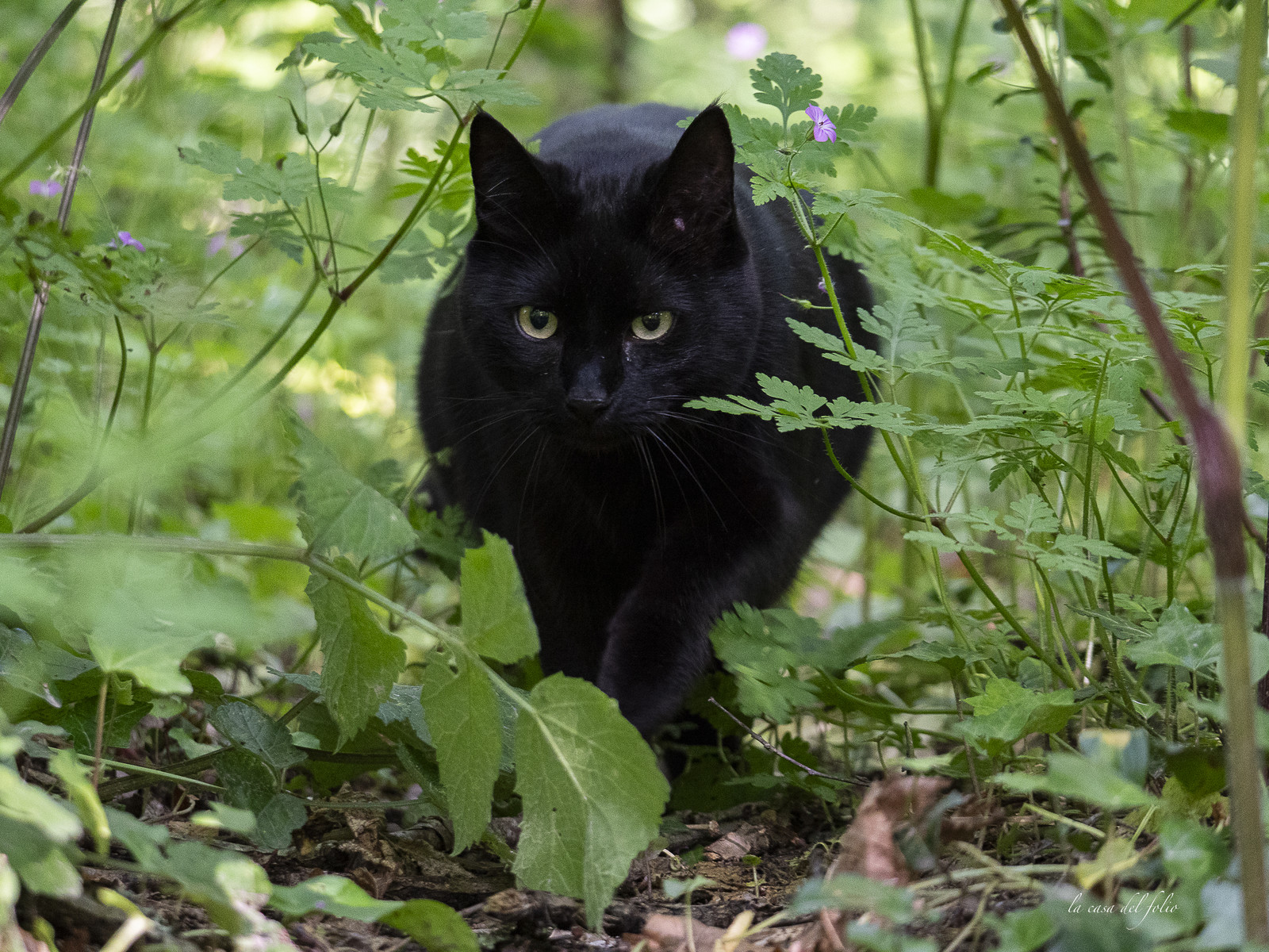 Zazou le chat