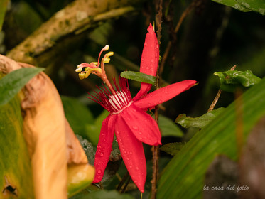 Orchidée