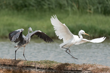 Parc naturel des Aiguamolls