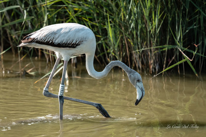Flamant rose