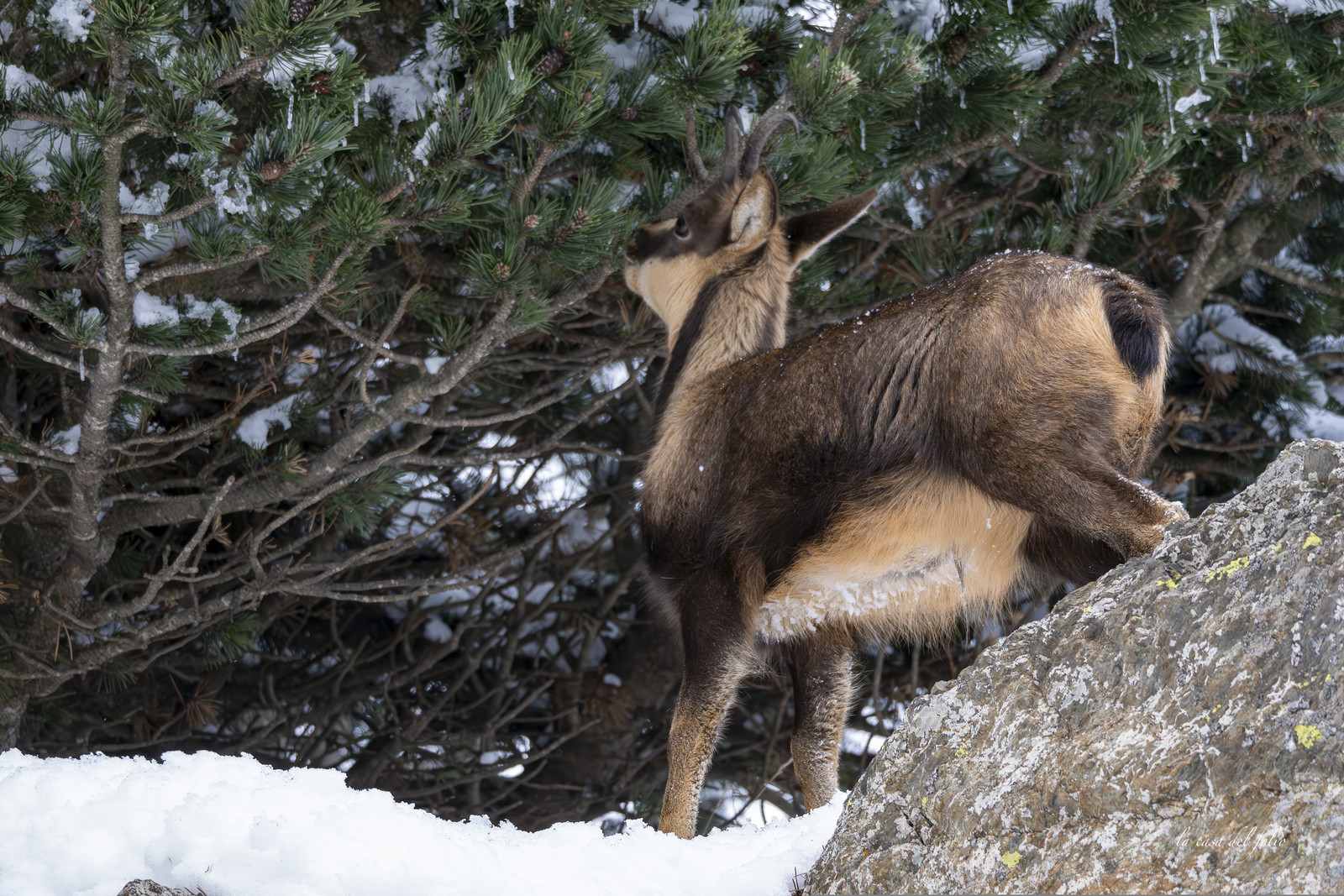 Isard des Pyrénées