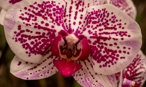 Orchidée