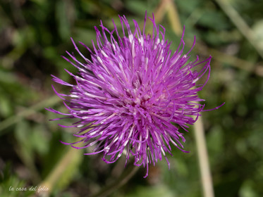 Chardon à pédoncules nus