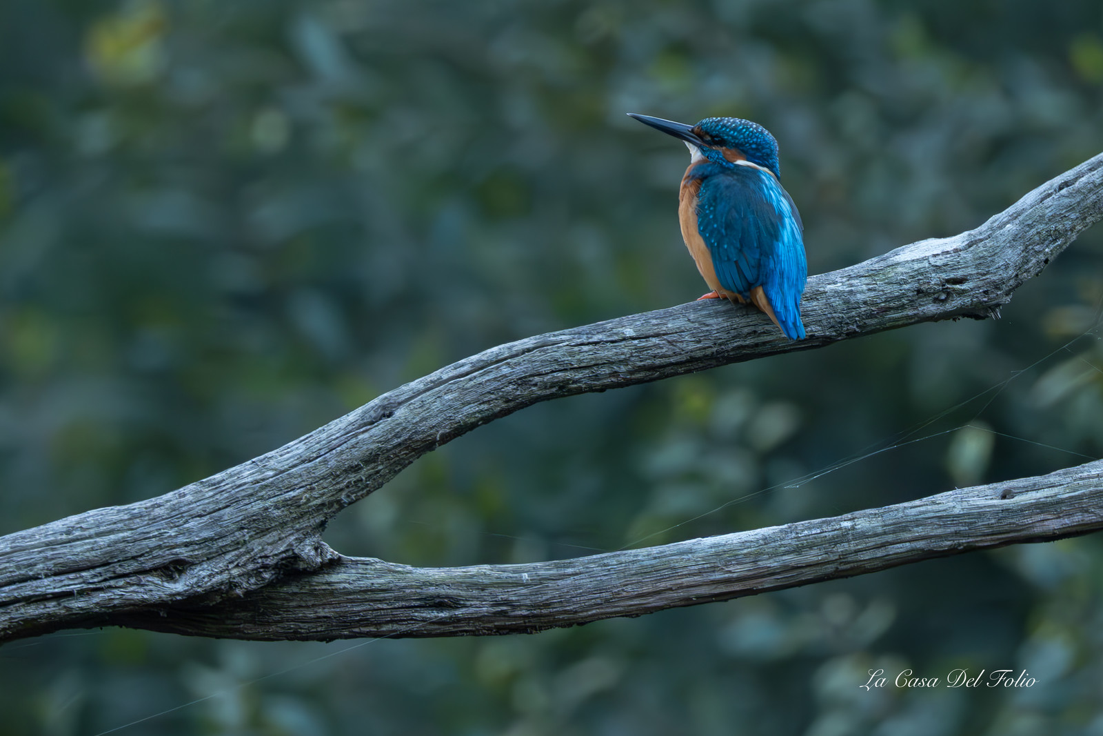Kingfisher- Le Gesvres