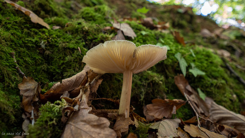 Champignon; Mushroom