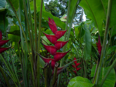 Heliconia metallica