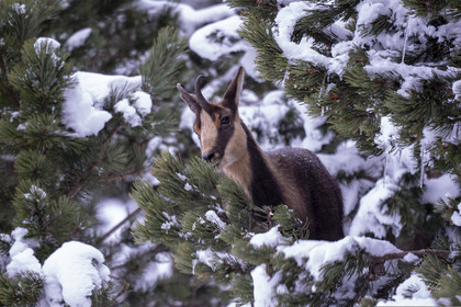 Isard des Pyrénées