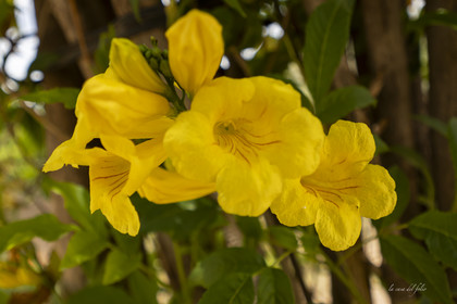 Fleur Maroc