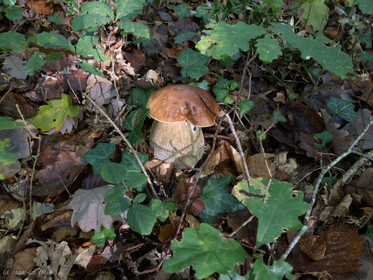 Champignon; Mushroom