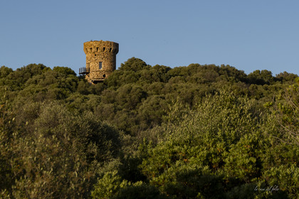 Corse ; Tour Génoise