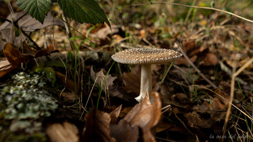 Champignon; Mushroom