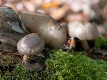 Champignon; Mushroom