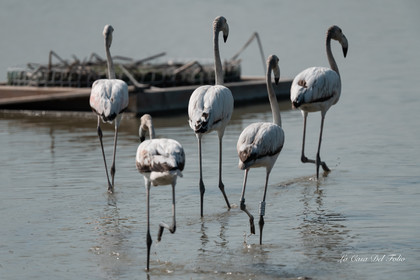 Flamant rose