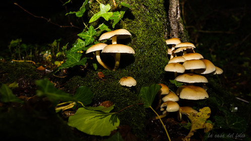 Hypholoma fasciculare