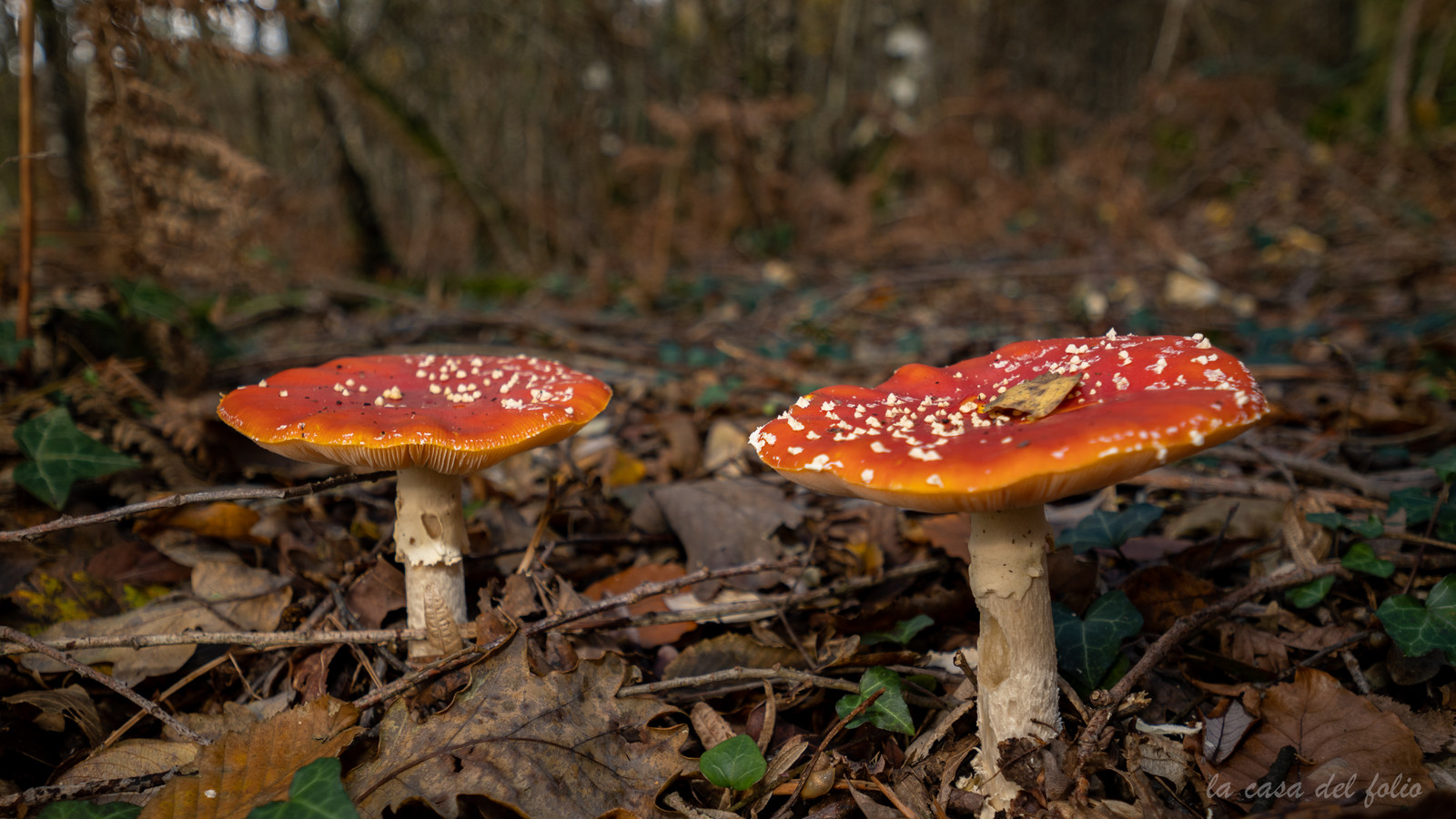 Champignon; Mushroom