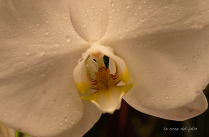 Orchidée