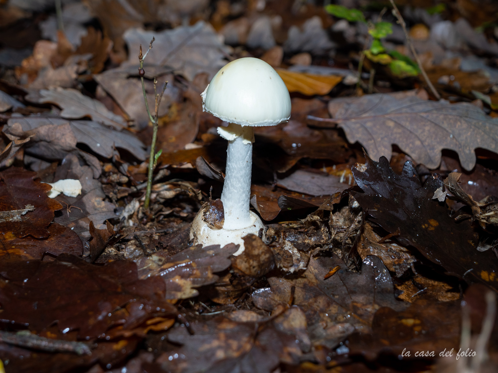 Champignon; Mushroom