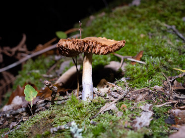 Champignon; Mushroom