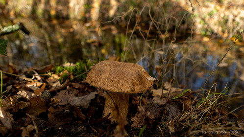 Champignon; Mushroom
