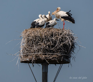 Cigogne