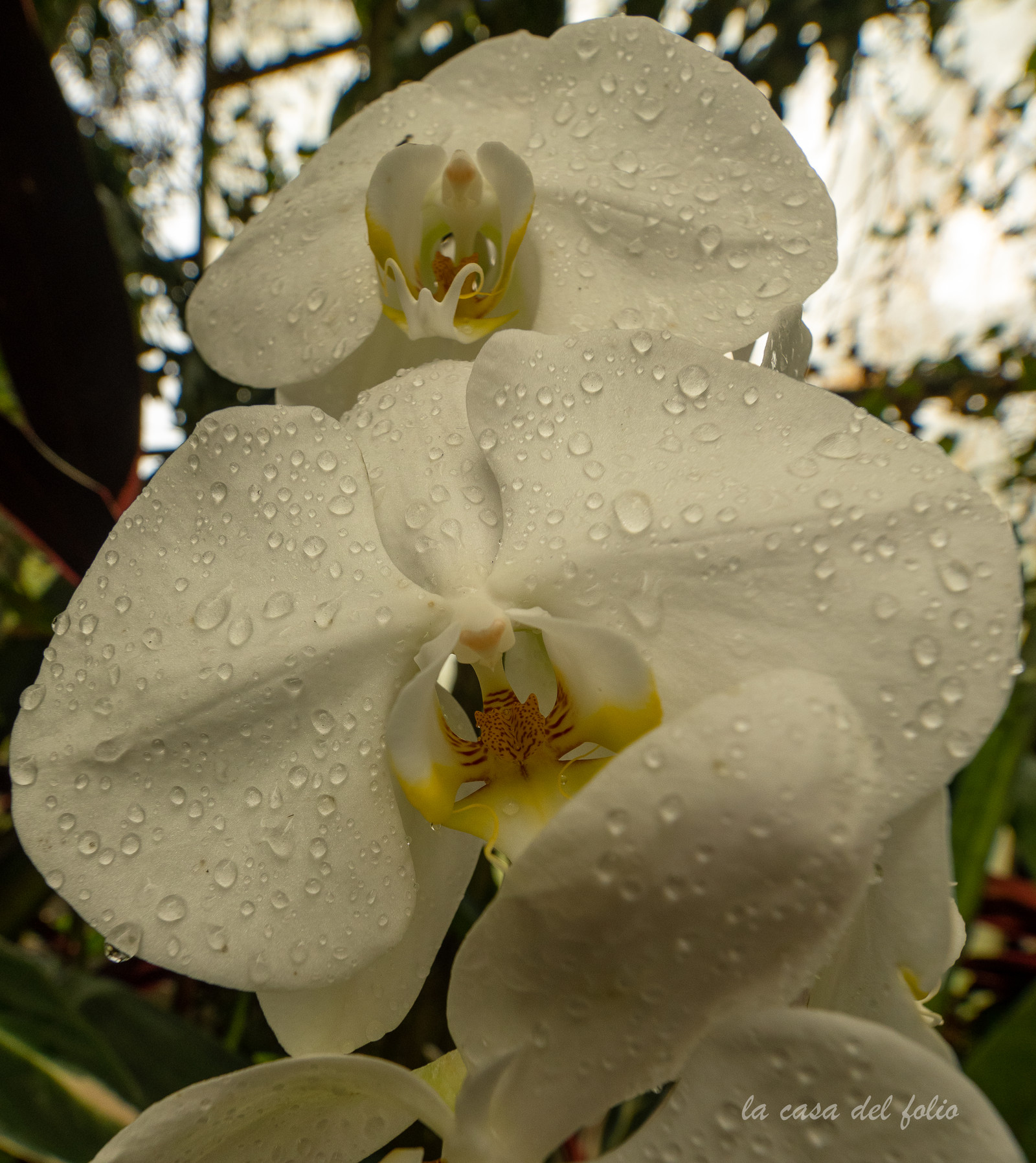 Orchidée