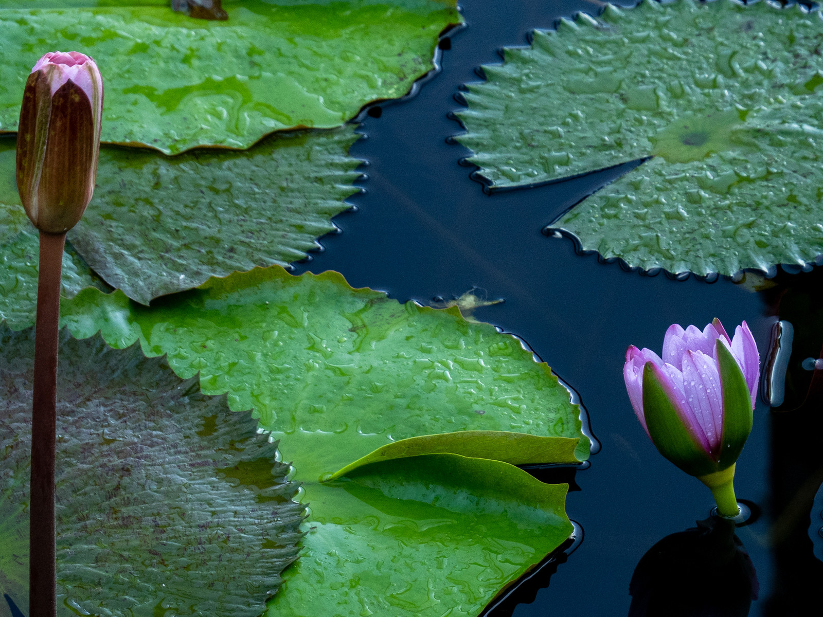 Lotus bleu   Nymphaea nouchali var. caerula