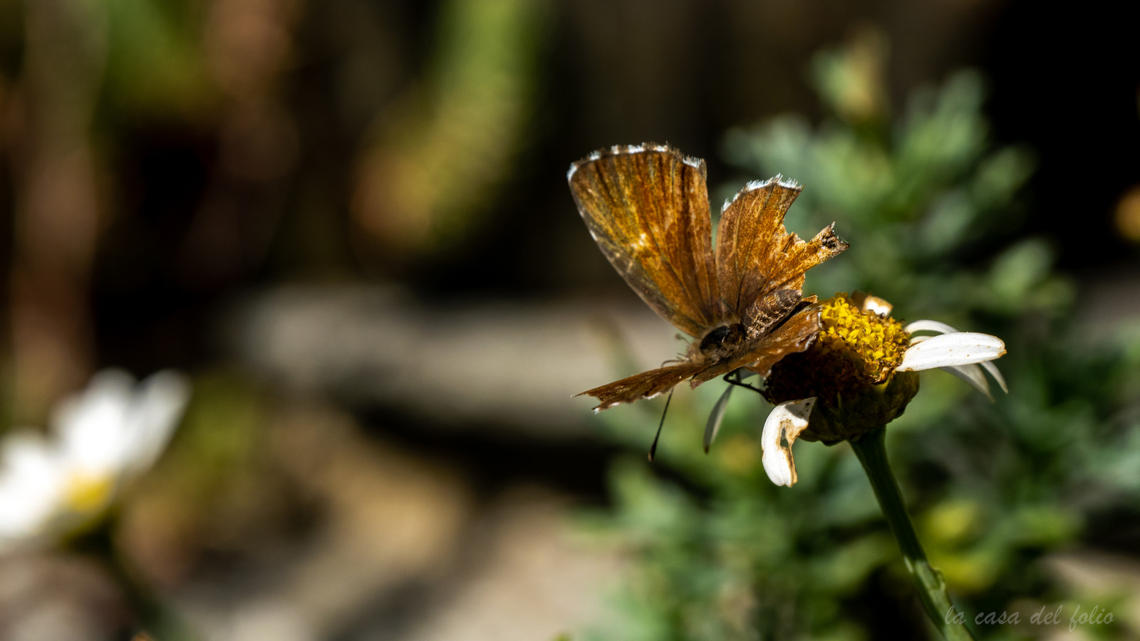 papillon