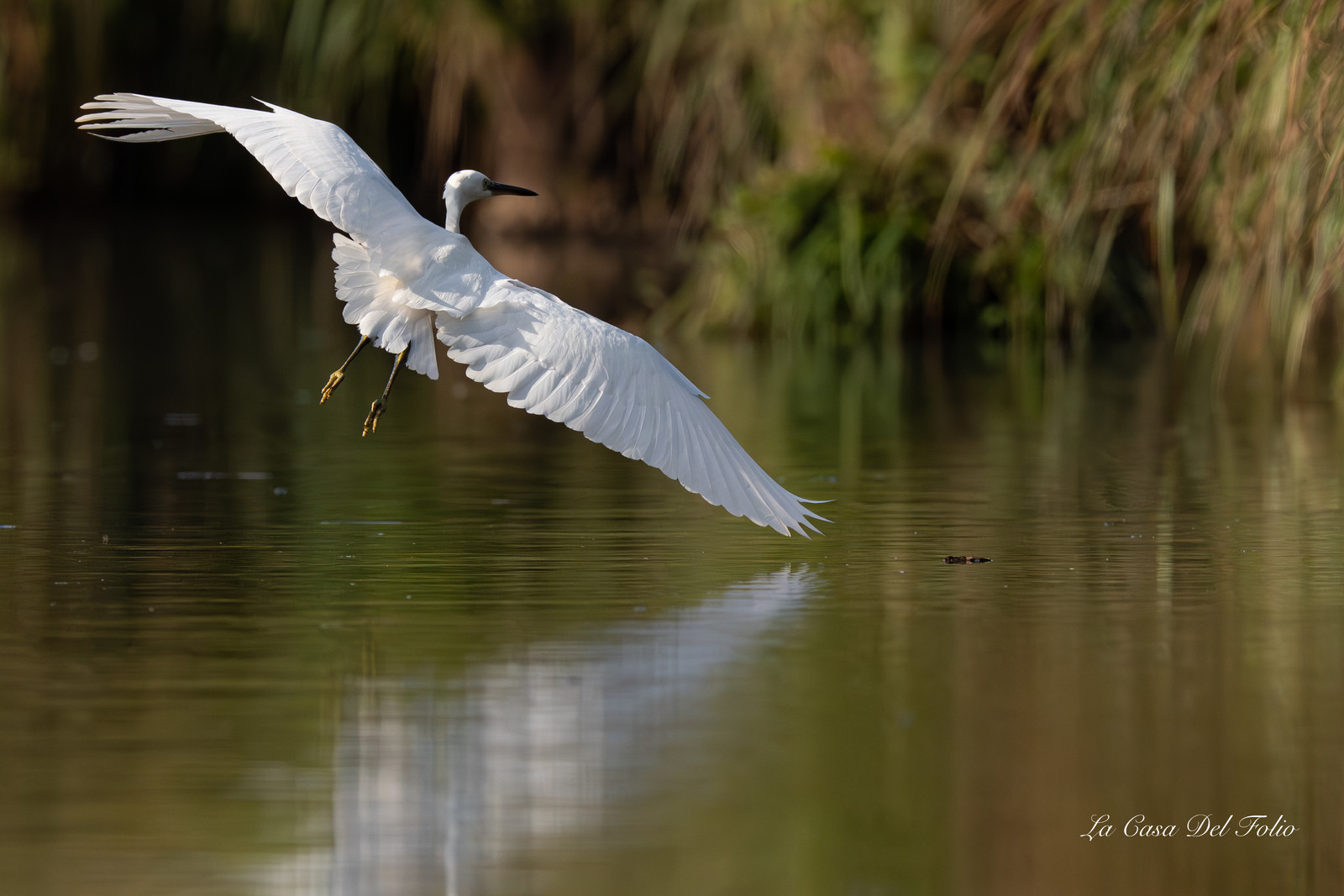 Aigrette garzette, Parc de la Brière