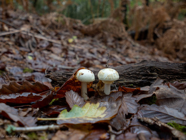 Champignon; Mushroom