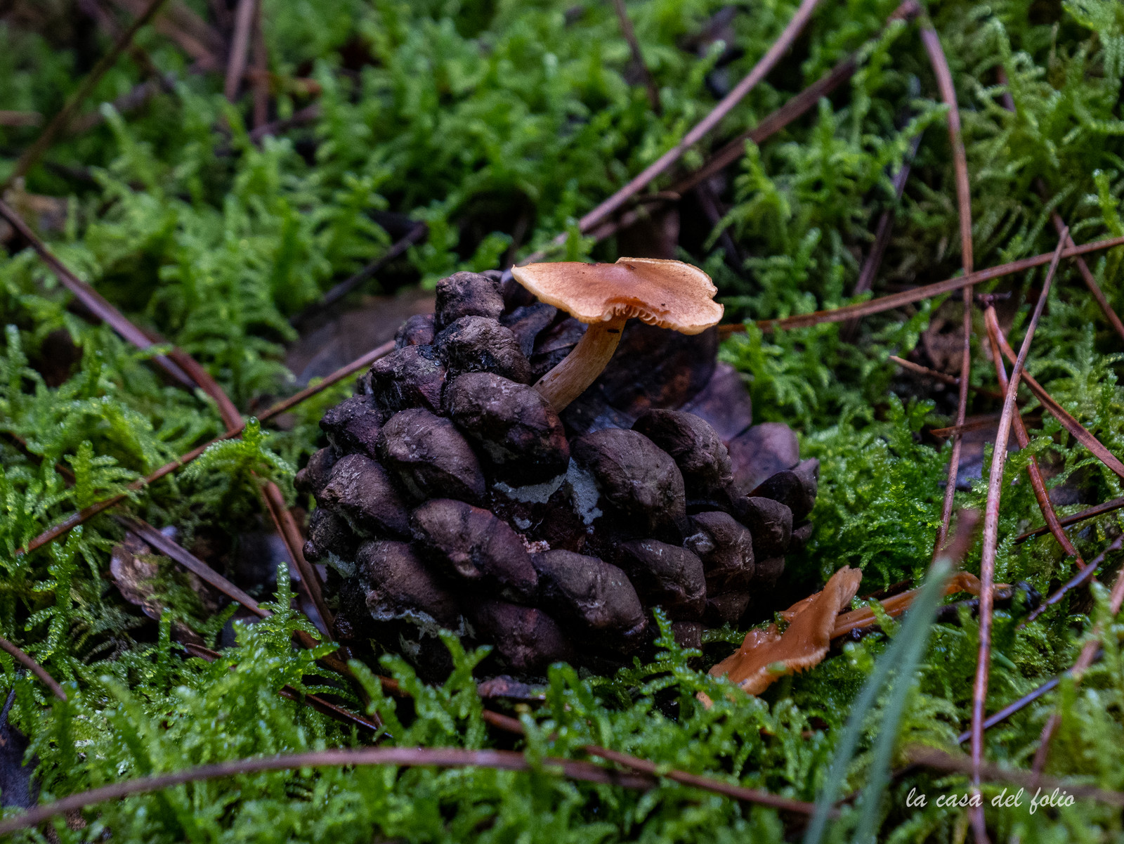 Champignon; Mushroom