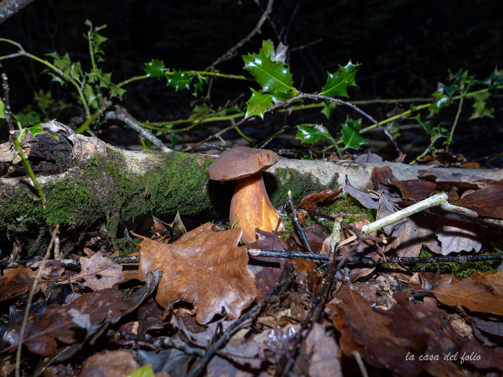 Champignon; Mushroom