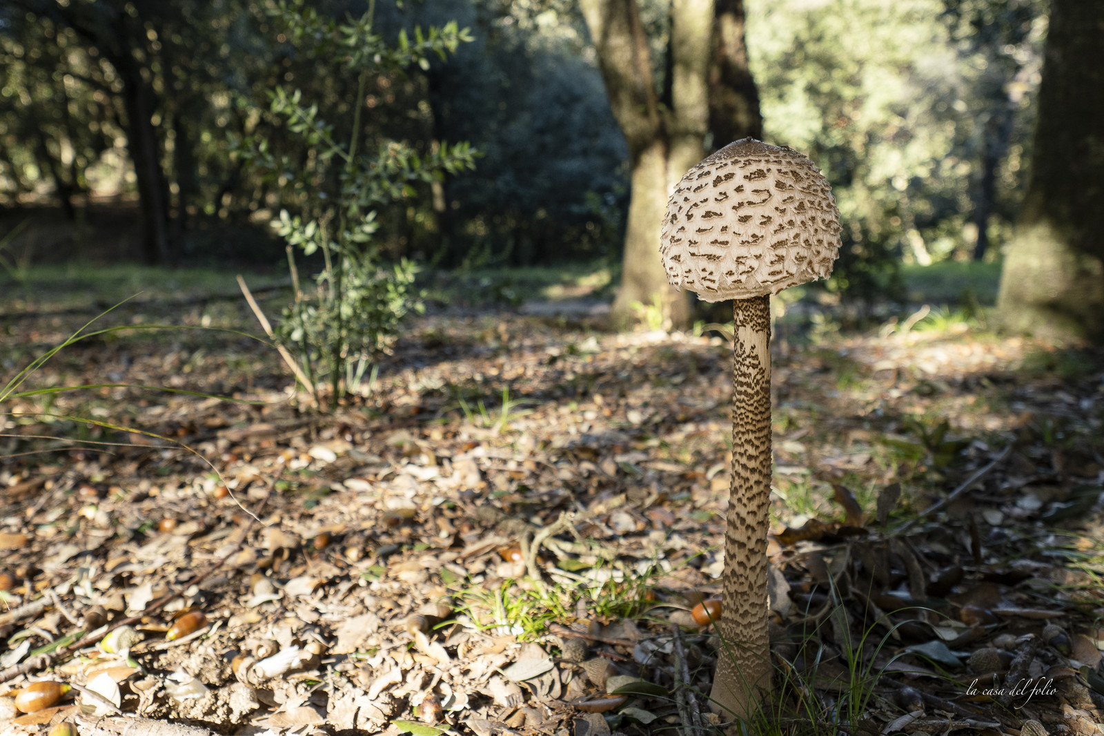 mushroom