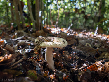 Champignon; Mushroom