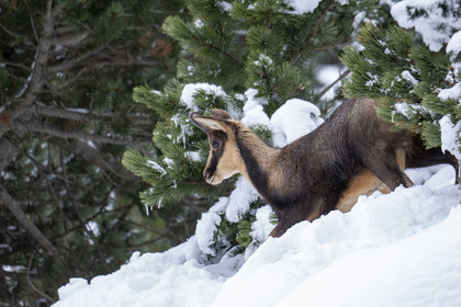 Isard des Pyrénées