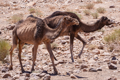 Maroc