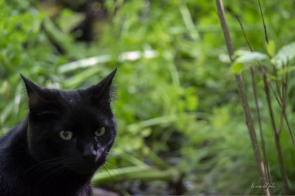 Zazou le chat