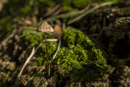 mushroom