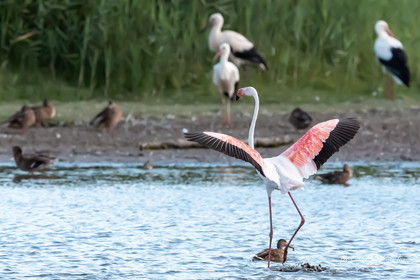 Flament rose , Parc naturel des Aiguamolls, Espagne